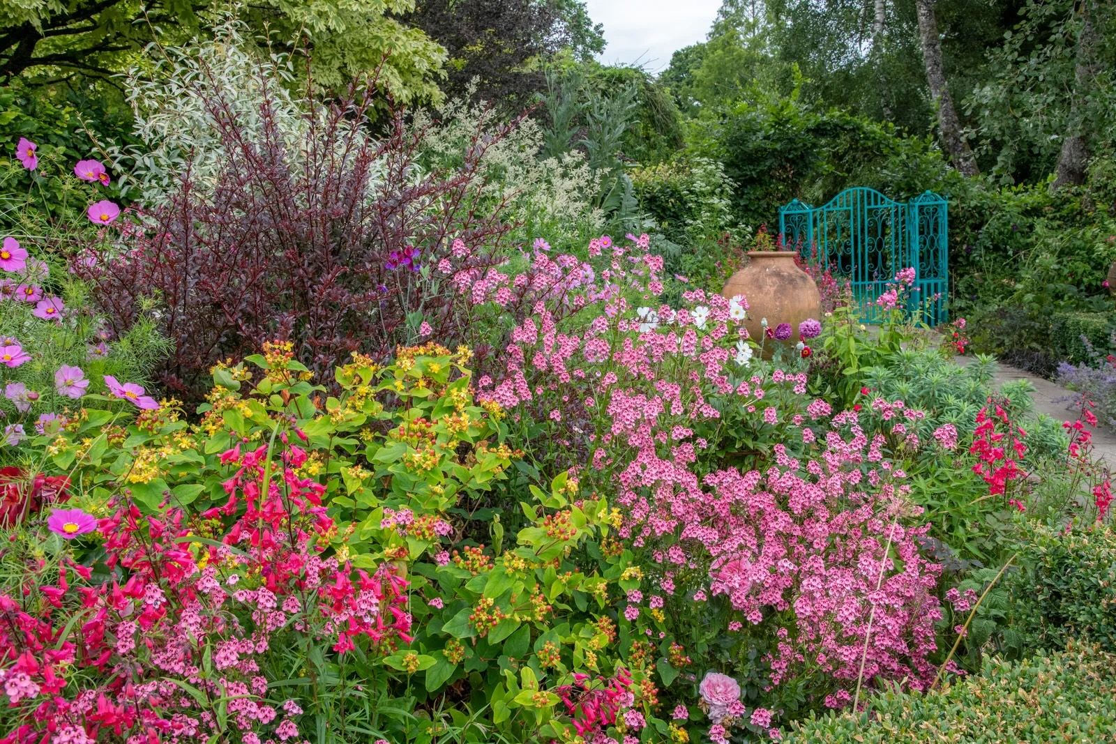 Rhododendrons and azaleas in full bloom at Burrow Farm Gardens near Axminster