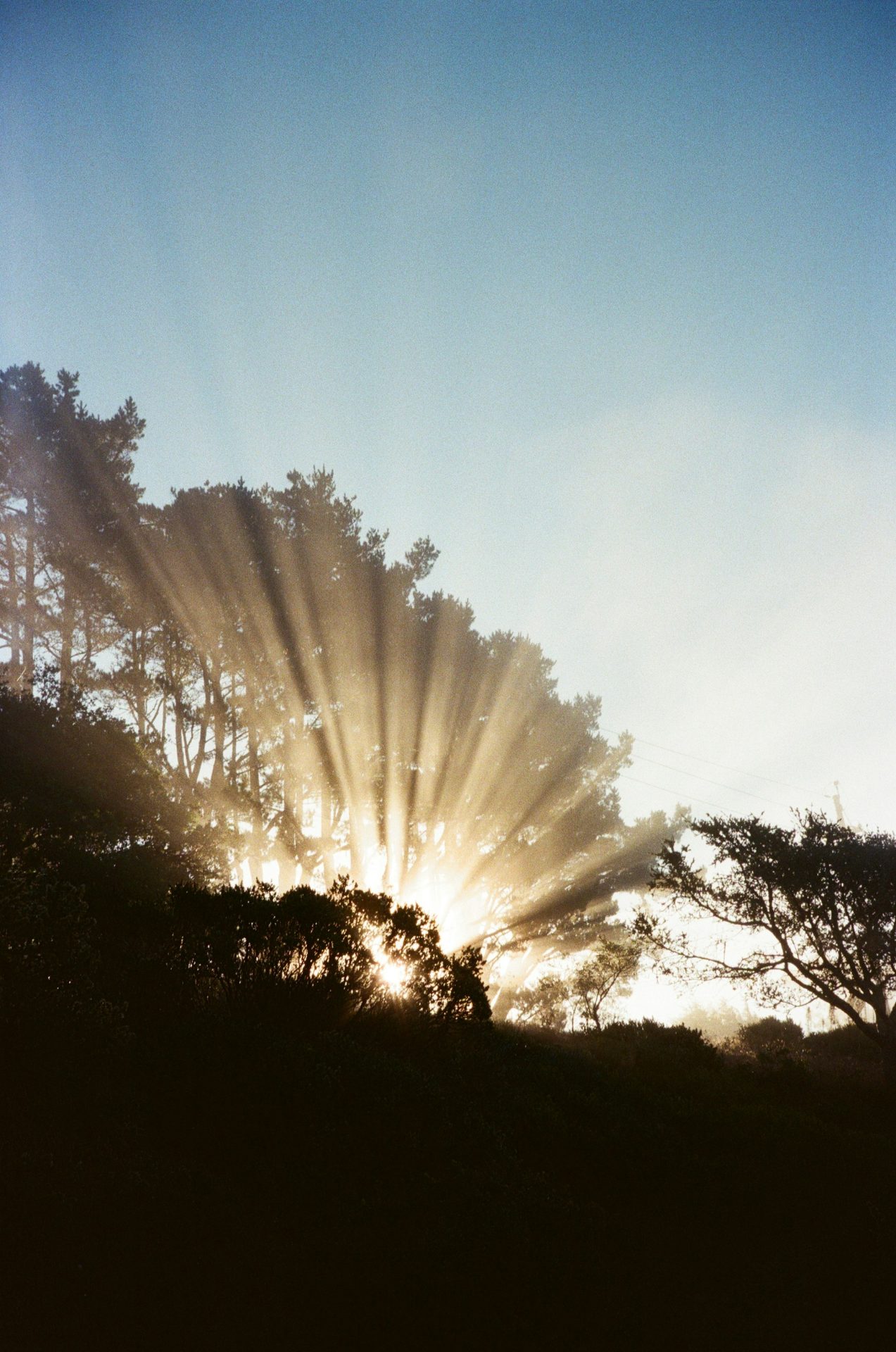 Sunbeams shining through trees on a misty morning