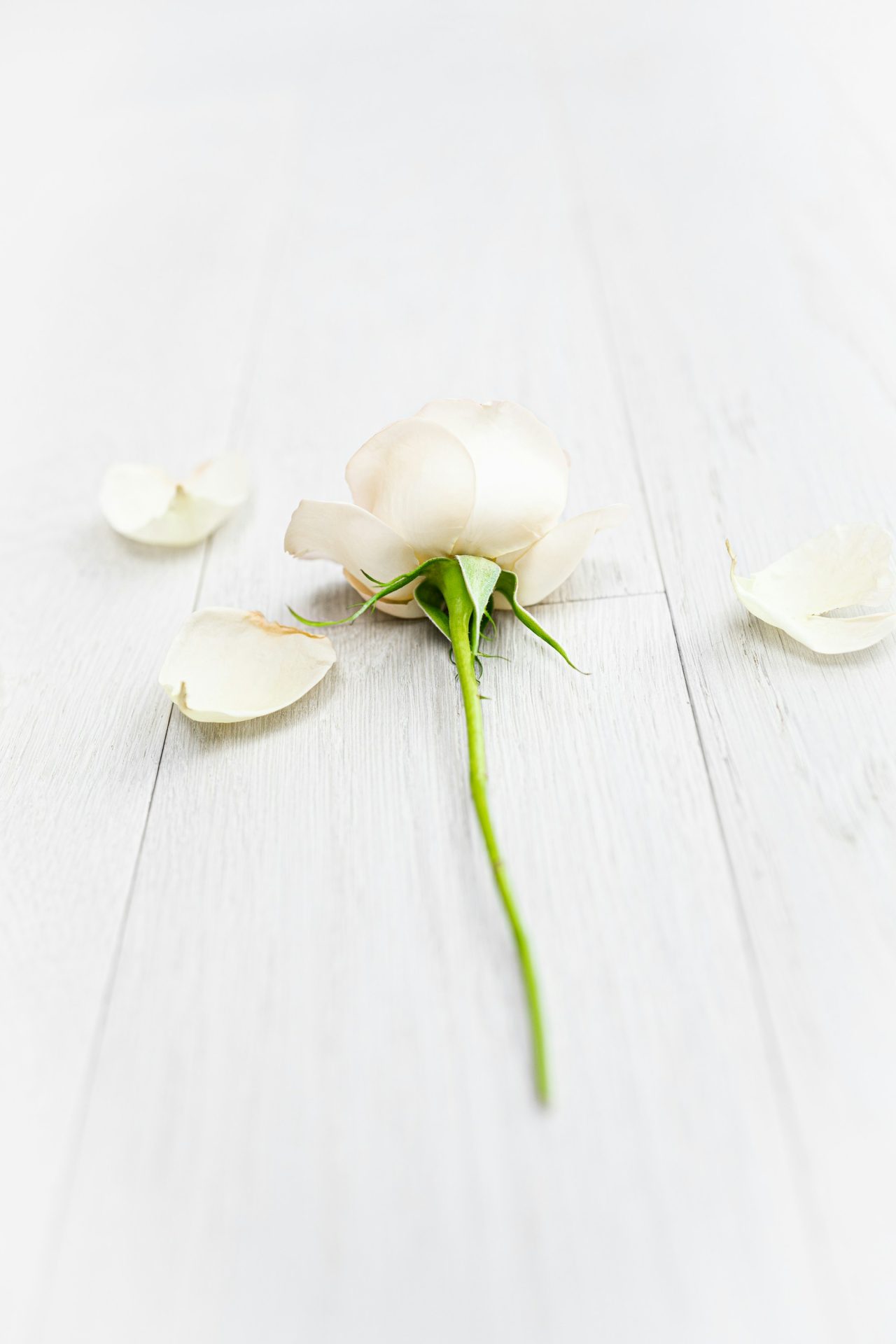 A single white rose lying on a pale wooden table
